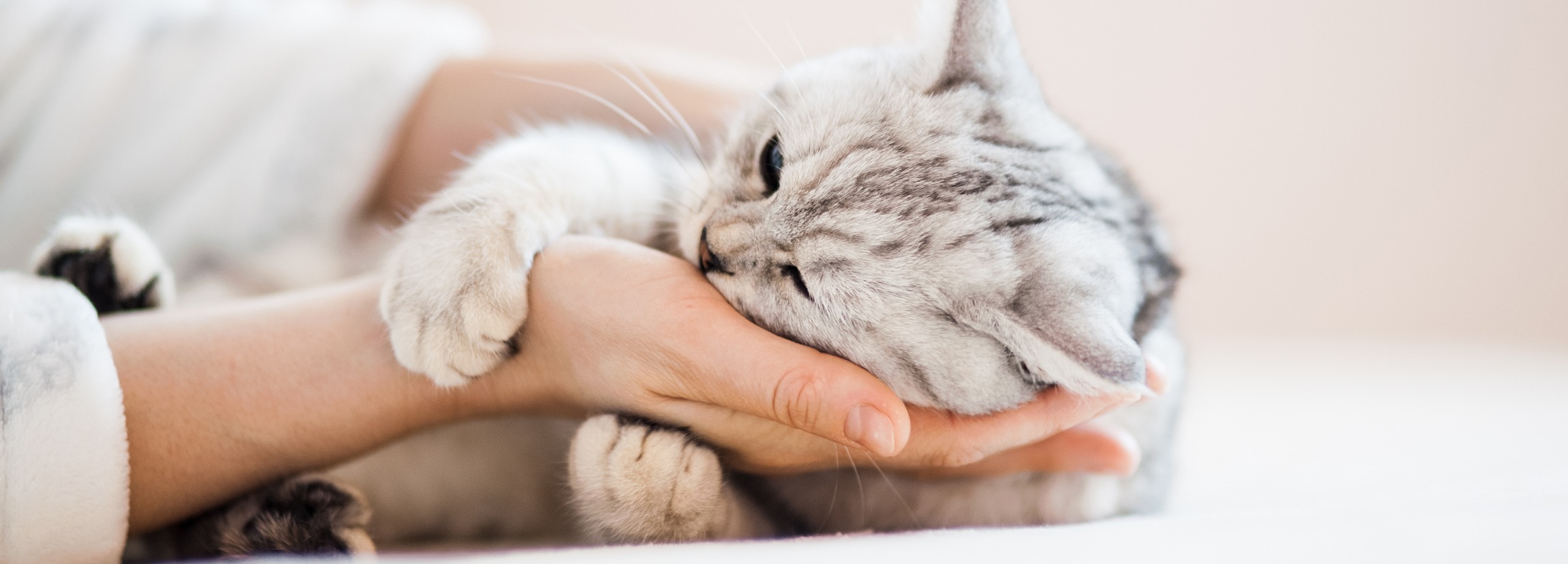 Madame Moustache, spécialiste du comportement du chat, comportementaliste chat, relation humain-chat, formation du Monde du chat, associations de protection des chats, famille d'accueil pour chats, Lausanne, Canton de Vaud, Suisse