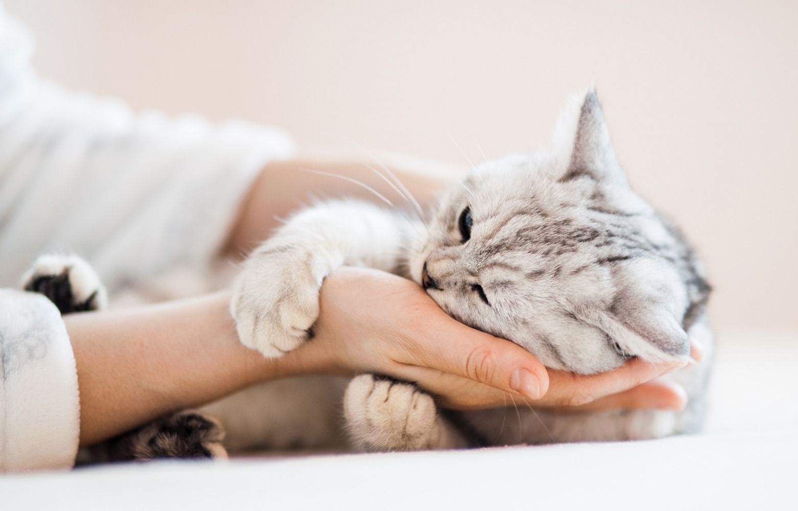 Madame Moustache, spécialiste du comportement du chat, comportementaliste chat, relation humain-chat, formation du Monde du chat, associations de protection des chats, famille d'accueil pour chats, Lausanne, Canton de Vaud, Suisse